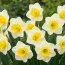 Нарцис Yellow Salome фото