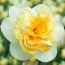 Нарцис Golden Pearl фото