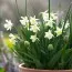 Нарцис W.P. Milner фото