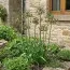 Нектароскордум Bulgaricum фото