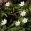 Анемона Nemorosa фото