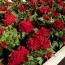 Бегонія Non Stop Dark Red фото
