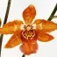 Орхідея Odontoglossum Vulcano фото