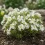 Оксаліс (кислиця) White Spider фото