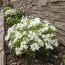 Оксаліс (кислиця) White Spider фото