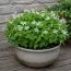 Оксаліс (кислиця) Triangularis ssp. Papilionacea фото