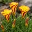 Оксаліс (кислиця) Versicolor Golden Cape фото