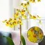 Орхідея Oncidium Joost фото