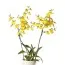 Орхідея Oncidium Sweet Sugar фото