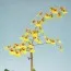 Орхідея Oncidium Sweet Sugar фото