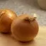Цибуля Бургос Озима фото