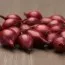 Цибуля Red Garnet фото