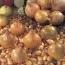 Цибуля ріпчаста Sturon Озима 1 кг фото