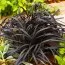 Офіопогон Niger фото