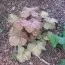Гейхера Orange Blush фото