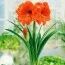 Амариліc Orange Souvereign фото