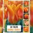 Тюльпан Orange Shades (Брендові цибулини KAPITEYN®) фото