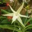 Орхідея Angraecum фото