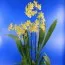Орхідея Hawaian Yellow фото