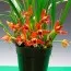 Орхідея Maxillaria фото