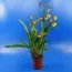 Орхідея Oncidium Rainer фото
