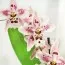 Орхідея Odontoglossum Pink Spot фото