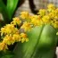 Орхідея Twinkle Yellow фото