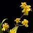 Орхідея Twinkle Yellow фото