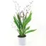 Орхідея Oncidium Mieke von Holm фото