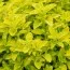 Орегано Aureum Gold фото