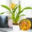 Орхідея Brassia Orange Delight фото