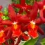 Орхідея Odontoglossum Chayenne фото