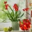 Орхідея Odontoglossum Chayenne фото