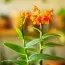Орхідея Epidendrum Orange фото