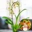 Орхідея Colmonara Top Jungle фото