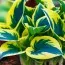 Хоста First Frost фото