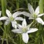 Орнітогалум Umbellatum фото