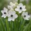 Орнітогалум Arabicum фото
