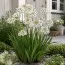 Орнітогалум Arabicum фото