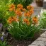 Орнітогалум Dubium Orange фото