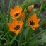 Орнітогалум Dubium Orange фото