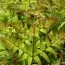 Папороть Осмунда Purpurascens фото