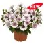Остеоспермум Summertime Double White фото