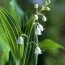 Конвалія Albostriata фото