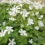 Оксаліс (кислиця) Triangularis Alba фото