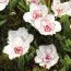 Оксаліс (кислиця) Double Pink Wonder фото