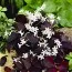 Оксаліс (кислиця) Triangularis фото