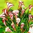 Оксаліс (кислиця) Versicolor фото