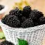 Ожина ремонтантна Black Jam фото
