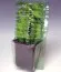Клематіс Firefly фото